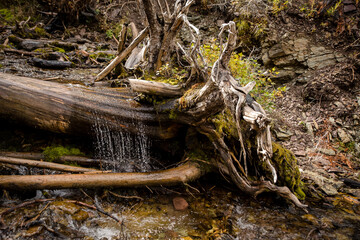 Clear mountain stream flowing over a fallen tree