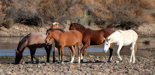Small herd of wild horses next to Salt River near Mesa Arizona United States