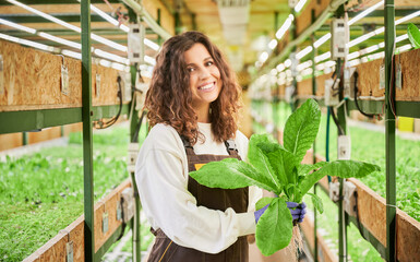 Cheerful female gardener holding green leafy plant - mustard leaves. Young woman in garden gloves smiling to camera, standing in aisle between racks with plants in greenhouse.