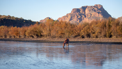 Bronze bay stallion reflecting in the Salt River in front of Red Mountain near Mesa Arizona United...