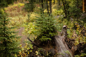 New plant growth in a burnt mountain forest