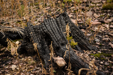 Burnt tree stump on the forest floor surrounded by leaves