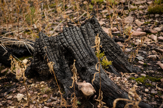 Burnt tree stump on the forest floor surrounded by leaves