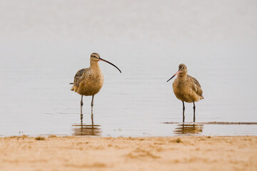 Sandpiper, Long-Billed Curlew, on the beach. Long-billed Curlew, North America's largest shorebird