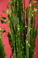 Closeup view of green cactus near red wall