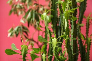 Green houseplants near color wall, closeup