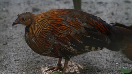 Sri Lankan junglefowl|Ceylon Junglefowl|Gallus lafayette|黑尾原鸡