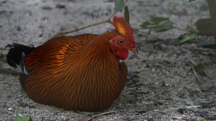 Sri Lankan junglefowl|Ceylon Junglefowl|Gallus lafayette|黑尾原鸡