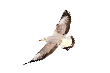 Beautiful seagull flying isolated on transparent background.