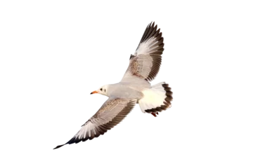 Zelfklevend Fotobehang Beautiful seagull flying isolated on transparent background. © Passakorn