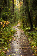 Wooden decking on the eco-trail Komarovsky Coast. St. Petersburg, Russia