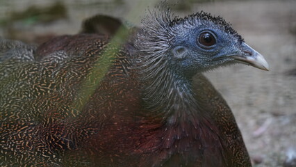 Obraz premium The Great Argus (Argusianus argus) is a stunning and large bird native to Southeast Asia, particularly found in the forests of Indonesia and Malaysia. |青鸞