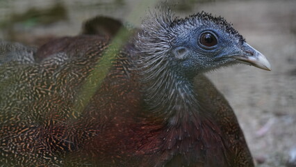 The Great Argus (Argusianus argus) is a stunning and large bird native to Southeast Asia, particularly found in the forests of Indonesia and Malaysia. |青鸞