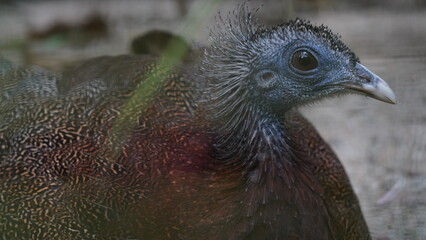 The Great Argus (Argusianus argus) is a stunning and large bird native to Southeast Asia, particularly found in the forests of Indonesia and Malaysia. |青鸞