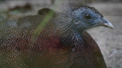The Great Argus (Argusianus argus) is a stunning and large bird native to Southeast Asia, particularly found in the forests of Indonesia and Malaysia. |青鸞