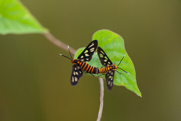 Moth Mating in Nature Place