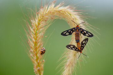 Moth Mating in Nature Place