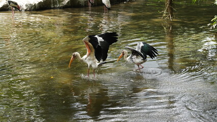 Yellow-Billed Stork|黃嘴䴉鸛