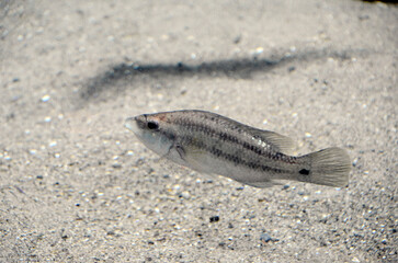 ピーコックラス