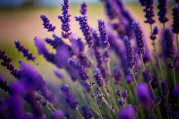 A field of purple English lavender blossoms is shown up close against a blurry background. Generative AI