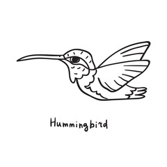 Hummingbird.  Vector illustration on white background.