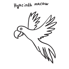 Hyacinth macaw flying. Black color. Outline vector illustration. 