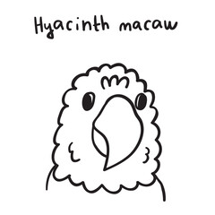 Hyacinth macaw head. Cute bird. Outline vector illustration.