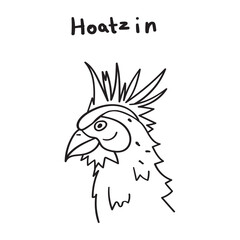 Hoatzin. Outline hand drawn vector illustration on white background.