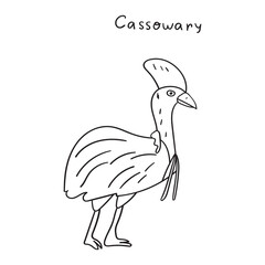 Cassowary. Vector outline illustration on white background.