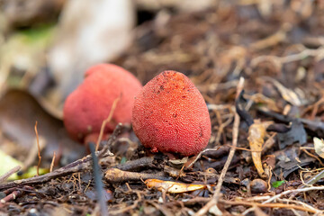 奄美大島　ユワンツチトリモチ