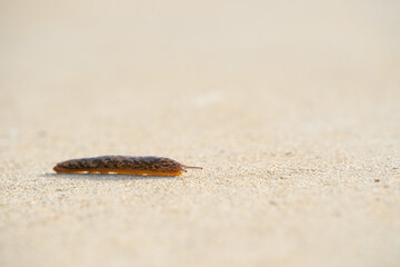 slug on the ground