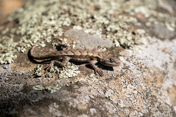 lizard on the stone