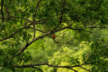 cardinal on a tree