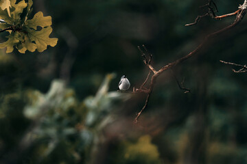 tiny bird on a tree chirping