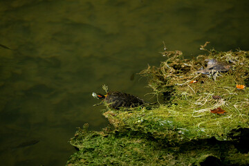 swimming turtle