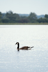 goose on the lake