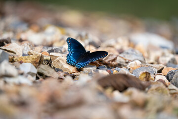 butterfly on rocks