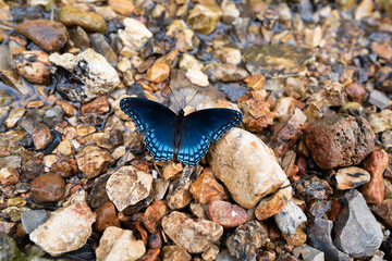 butterfly on rocks