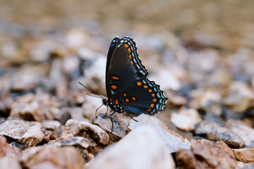 butterfly on rocks