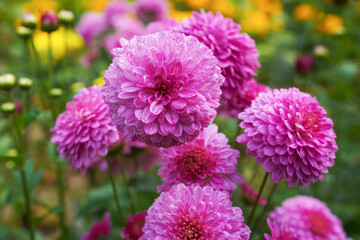 Dahlia flower, mature and magnificent closeup.
