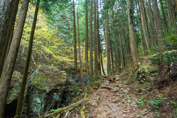 Mountain trail, Shomaru pass in Saitama, Japan.