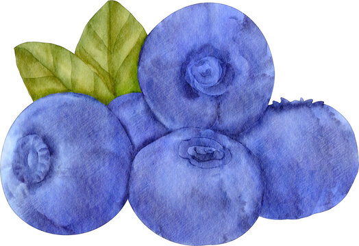 watercolor blueberry