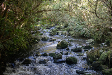 Mclean Falls, Catlins, South Island, New Zealand
