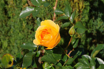 Yellow orange rose blossom