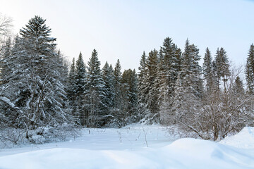 Winter landscape, fluffy snowdrifts, harsh coniferous forest.