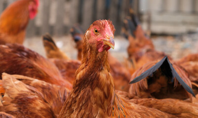 free range organic courtyard backyard village rural chicken laying hen country