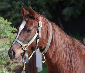 Chestnut colored male horse
