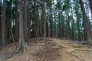 Mountain trail, Shomaru pass in Saitama, Japan.