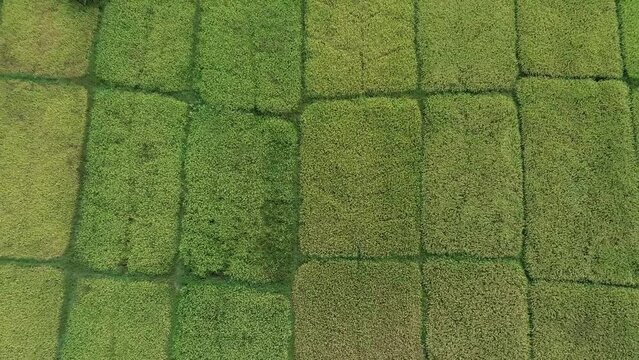 Drone Footage Of Paddy Field in Sri Lanka