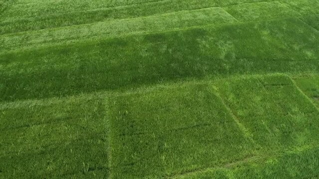Drone video of greeny Of Paddy Field in Sri Lanka
